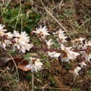 미선농장 이미지