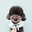 베스띠몽 이미지