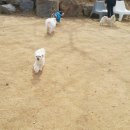 꼬마밥풀