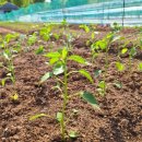 금바위농장 이미지