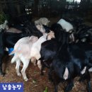 홍천염소농장 이미지