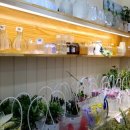 꽃집 릴리안 이미지