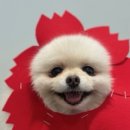 부산애견유치원 댕스하우스 이미지