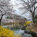 더예쁨김천점 | 김천 연화지 벚꽃축제 개화상황 산책코스 후기