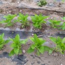 예안슈퍼 이미지