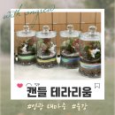 테라리움 | [영광/출강] 대마중학교 테라리움 만들기 수업 후기