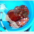 주문진항문어 이미지