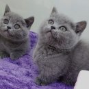 Premium 먼치킨 이미지