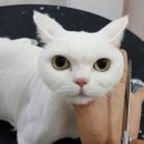 늘 예쁘개 네이버블로그