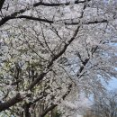 장자길 | 서울 근교 벚꽃 명소, 구리 장자호수공원 한적한 벚꽃길, 석촌호수 대신 선택한 이유