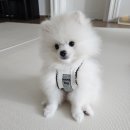 댕댕이지 이미지