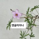 사랑초 10종 이미지