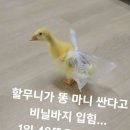 똥 많이 싸는 아기 오리를 위한 할머니의 해결법 이미지