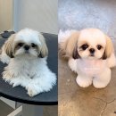 몽톡 이미지