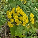 공재동 시/ 할머니, 제발 이미지