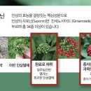 인삼열매(주) 이미지