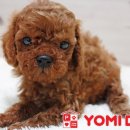 초코네 애견샵 이미지