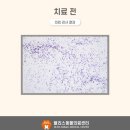 블리스 동물의료센터 네이버블로그