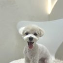 텐즈힐 애견미용 | 상왕십리애견미용 프리미엄샵 오픈, 도그올로지 남자쌤 전문 케어 + 스파 서비스 체험기