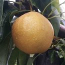 배가농원 이미지