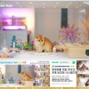 춘천 고양이집 | 춘천고양이분양 후기 한 달만에 완전히 다른 사람이 된 이야기