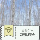 강원도 인제 눈 내린 후 속삭이는 자작나무숲 / 모이세칼국수