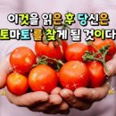 젊음과 정력의 열매 "토마토"의 신비 이미지