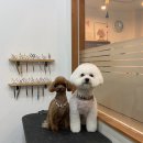 인천 용현 엑슬루타워 | [인천 용현] 8년째 다니는 강아지미용 애견미용 맛집 강아지이발관