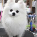 차차펫살롱 이미지