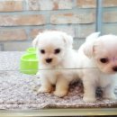 아이러브독 서초점 이미지