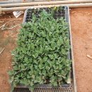 신마농장 이미지