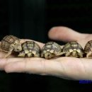 거북이동산 이미지