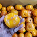 당도 좋은 차량단감&amp;고당도 황금향 특가판매!!! 이미지