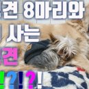 설악애견 이미지