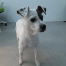 살랑살랑 반려견미용실 이미지