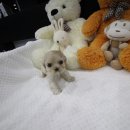 도그웨이 청주점 이미지