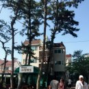 몽산포파인 이미지