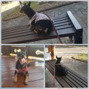 개놀자까페 이미지