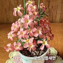 캔디박스 체리 스윗포테이토 뷰티 이미지