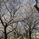 대저생태공원(맥도생태공원 관리사무소 옆) | 부산 벚꽃 명소 추천 - 부산 맥도생태공원 벚꽃길 포토존 주차팁