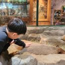 인싸피시 이미지