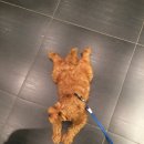 코지그루밍 이미지