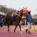 매직드래곤