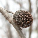 오리나무로 이미지