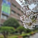 광주송정다가치문화도서관 | 광주 광산구 벚꽃 송정다가치문화도서관 금선사 산책로 벚꽃 엔딩 후기