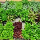 제일농약종묘사 이미지