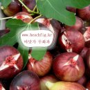 무화과나무 이미지