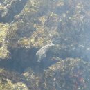 세븐일레븐 속초시장점 | 속초 대포항 낚시 초보 가족 가이드 | 포인트, 장비, 주차 총정리 feat. 라마다 호텔