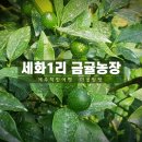 세화1리 이미지