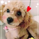 슈가팸팸 이미지